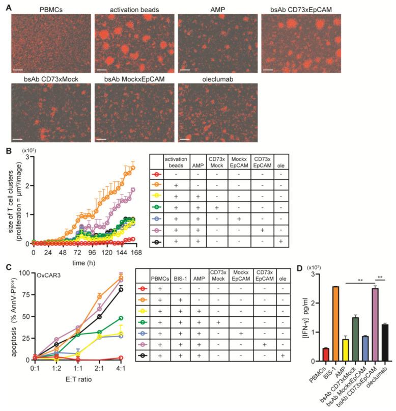 https://cdn.ncbi.nlm.nih.gov/pmc/blobs/68dd/10378099/6ef37be5f045/cancers-15-03651-g003.jpg