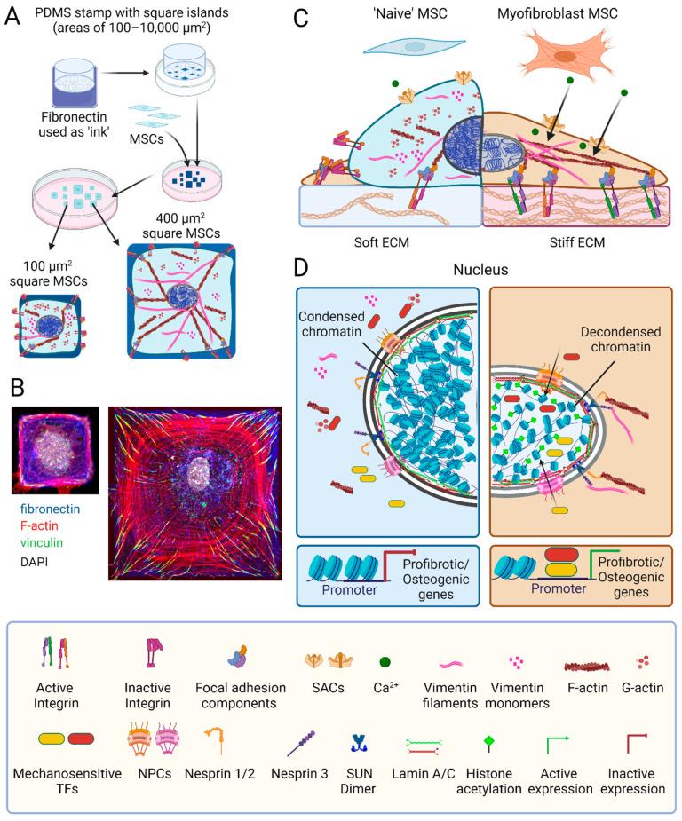 https://cdn.ncbi.nlm.nih.gov/pmc/blobs/68e0/11354465/1d418e2a6d4d/ijms-25-08712-g002.jpg