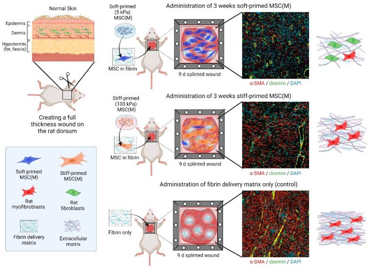 https://cdn.ncbi.nlm.nih.gov/pmc/blobs/68e0/11354465/2b1ef326be7b/ijms-25-08712-g004.jpg