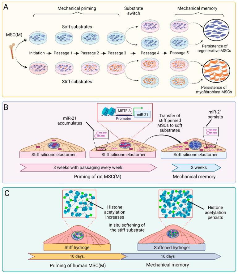 https://cdn.ncbi.nlm.nih.gov/pmc/blobs/68e0/11354465/7c93b596f8a7/ijms-25-08712-g003.jpg