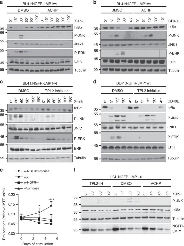 https://cdn.ncbi.nlm.nih.gov/pmc/blobs/68e1/7000802/5449a67c363f/41467_2020_14502_Fig6_HTML.jpg