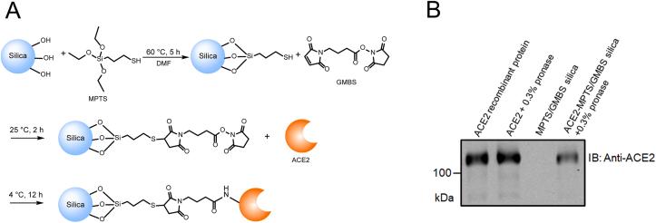 https://cdn.ncbi.nlm.nih.gov/pmc/blobs/68e5/7838027/97392bdbdc8a/gr1.jpg