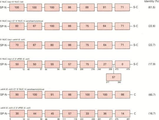 https://cdn.ncbi.nlm.nih.gov/pmc/blobs/68ea/1132794/20fde3b6741f/biochemj00131-0014-a.jpg