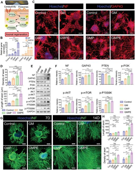 https://cdn.ncbi.nlm.nih.gov/pmc/blobs/68ed/9069372/00ca813bd890/ADVS-9-2105586-g002.jpg