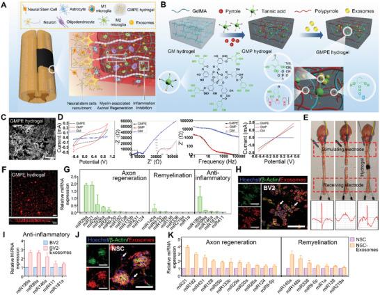 https://cdn.ncbi.nlm.nih.gov/pmc/blobs/68ed/9069372/33cb604946ed/ADVS-9-2105586-g009.jpg