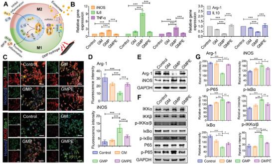 https://cdn.ncbi.nlm.nih.gov/pmc/blobs/68ed/9069372/474cdc16cf49/ADVS-9-2105586-g001.jpg