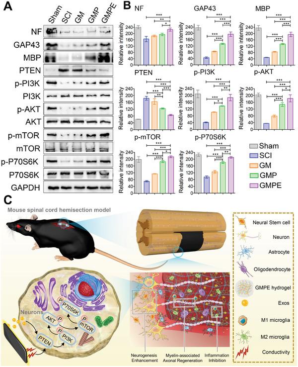 https://cdn.ncbi.nlm.nih.gov/pmc/blobs/68ed/9069372/6c5527f4c0f1/ADVS-9-2105586-g007.jpg