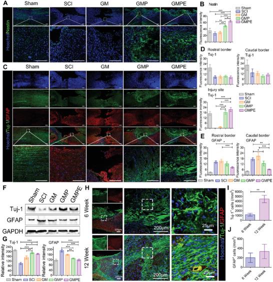 https://cdn.ncbi.nlm.nih.gov/pmc/blobs/68ed/9069372/768ab5be4cf9/ADVS-9-2105586-g004.jpg