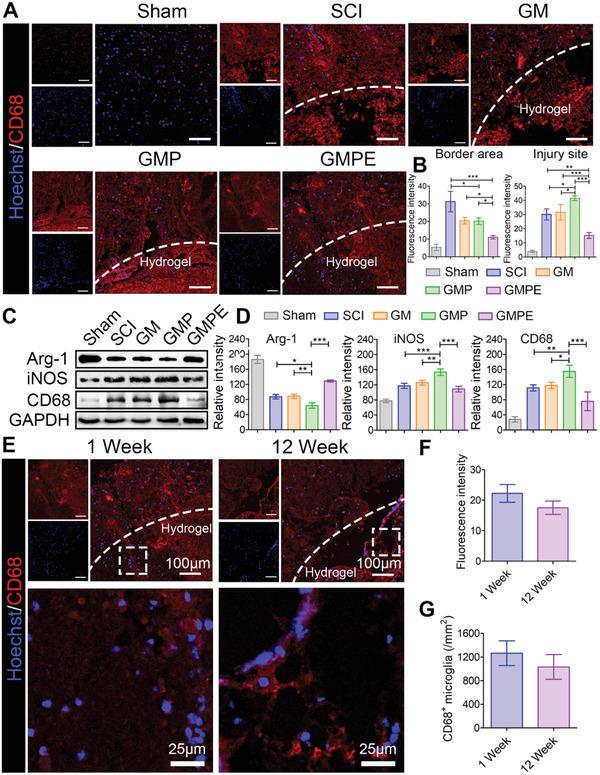 https://cdn.ncbi.nlm.nih.gov/pmc/blobs/68ed/9069372/7800a8b03895/ADVS-9-2105586-g005.jpg