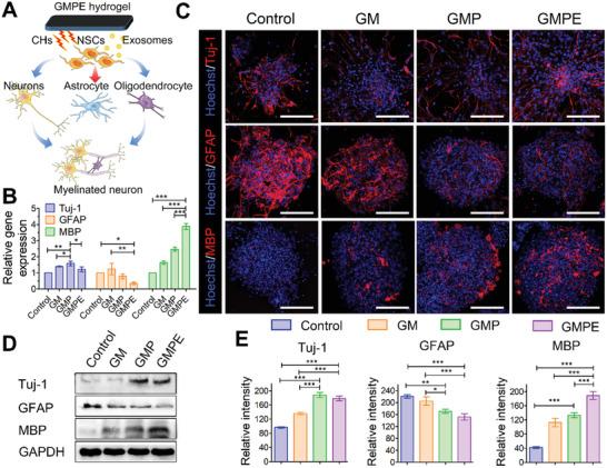 https://cdn.ncbi.nlm.nih.gov/pmc/blobs/68ed/9069372/af66df56697b/ADVS-9-2105586-g010.jpg