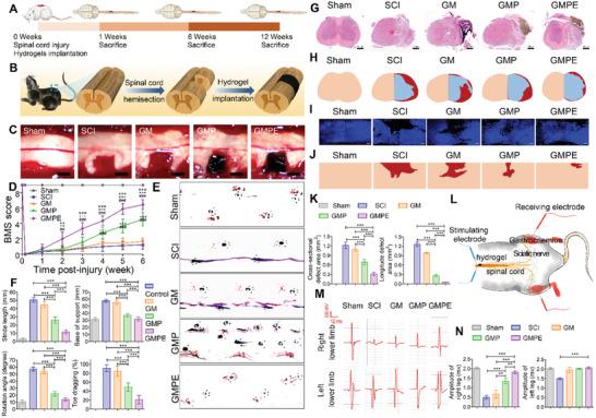 https://cdn.ncbi.nlm.nih.gov/pmc/blobs/68ed/9069372/e507ef66eb54/ADVS-9-2105586-g008.jpg
