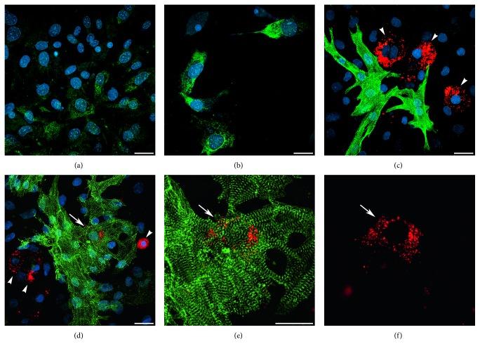 https://cdn.ncbi.nlm.nih.gov/pmc/blobs/68ef/5534312/60c5e3d0fb7c/SCI2017-3464953.005.jpg