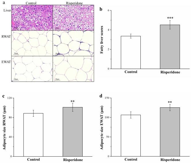 https://cdn.ncbi.nlm.nih.gov/pmc/blobs/68ef/7795724/bb86afbd2b7b/ijms-22-00409-g003.jpg