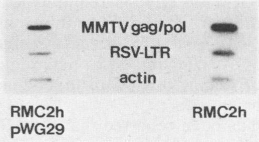 https://cdn.ncbi.nlm.nih.gov/pmc/blobs/68f1/248820/58b366ceb902/jvirol00067-0675-c.jpg