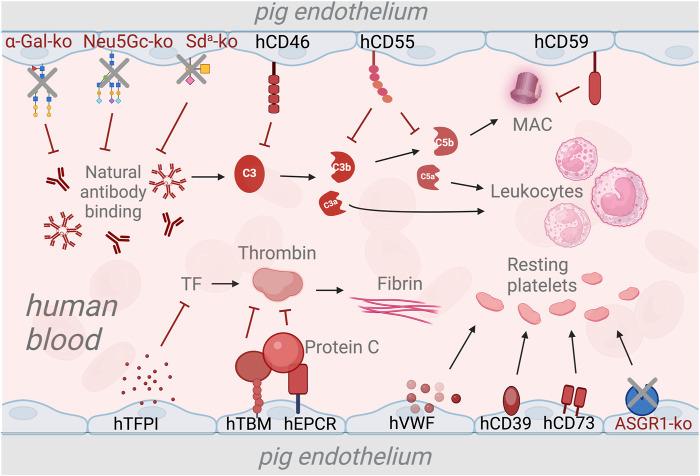 https://cdn.ncbi.nlm.nih.gov/pmc/blobs/68f4/11518725/161ffb65ec16/ti-37-13473-g001.jpg