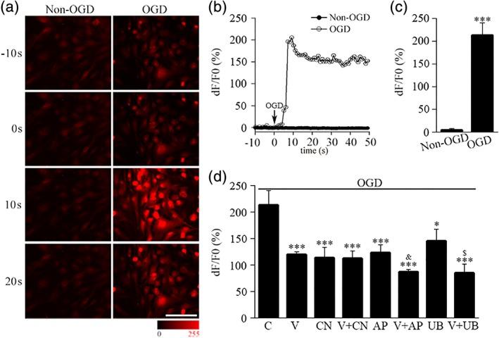 https://cdn.ncbi.nlm.nih.gov/pmc/blobs/68f4/6594043/faadc60fa2bc/GLIA-67-1344-g006.jpg