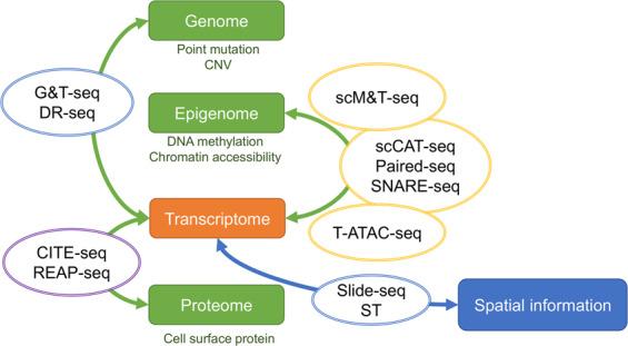 https://cdn.ncbi.nlm.nih.gov/pmc/blobs/68f5/8080663/60b8ba7eb8c5/12276_2020_499_Fig3_HTML.jpg