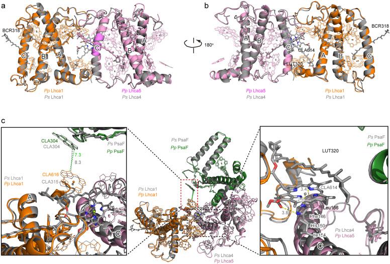 https://cdn.ncbi.nlm.nih.gov/pmc/blobs/68f7/7884438/639511b4392a/41421_2021_242_Fig5_HTML.jpg