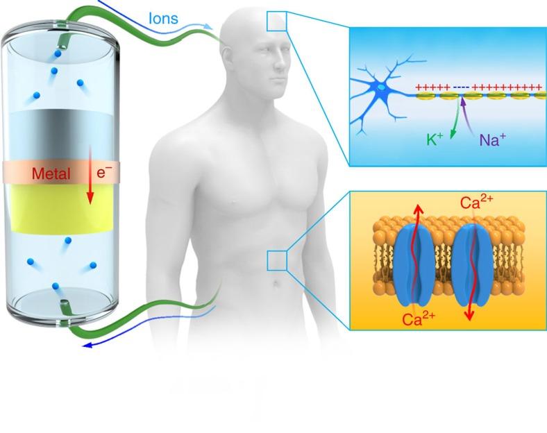 https://cdn.ncbi.nlm.nih.gov/pmc/blobs/68f8/5527283/241c4b8177a5/ncomms15609-f1.jpg