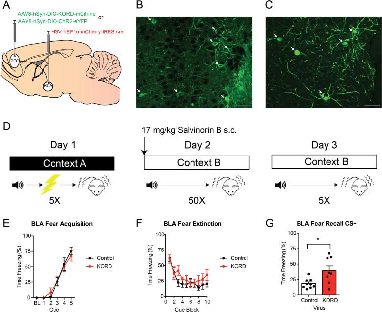 https://cdn.ncbi.nlm.nih.gov/pmc/blobs/68f9/5838104/4d76890ce7fd/41398_2018_106_Fig4_HTML.jpg