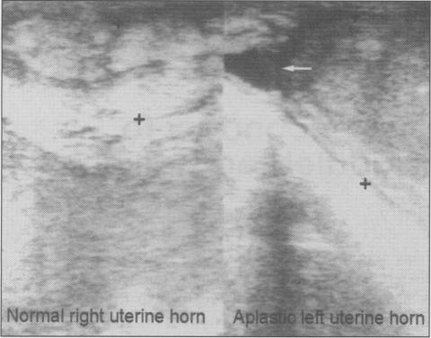 https://cdn.ncbi.nlm.nih.gov/pmc/blobs/68ff/1539888/e4a774bcbd18/canvetj00145-0055-a.jpg