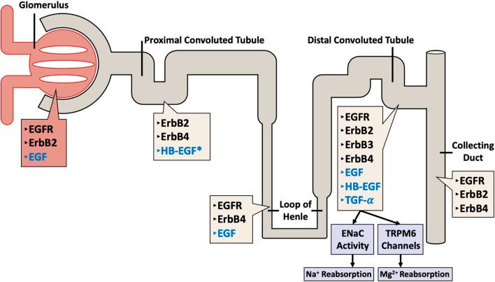 https://cdn.ncbi.nlm.nih.gov/pmc/blobs/6903/11373609/2c3f443397fc/fphar-15-1394997-g002.jpg