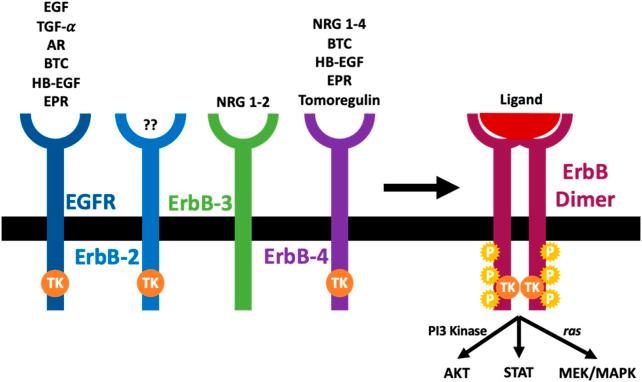 https://cdn.ncbi.nlm.nih.gov/pmc/blobs/6903/11373609/2fdedbdd28a4/fphar-15-1394997-g001.jpg