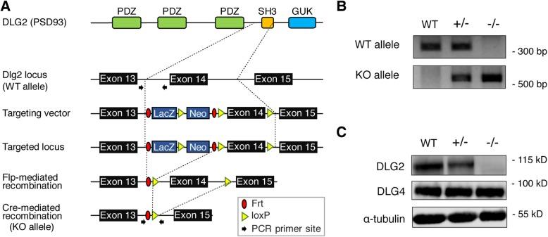 https://cdn.ncbi.nlm.nih.gov/pmc/blobs/6907/7069029/420d3c70a5a5/13229_2020_324_Fig1_HTML.jpg