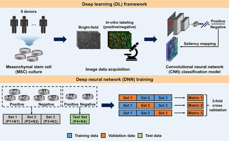 https://cdn.ncbi.nlm.nih.gov/pmc/blobs/6907/9584889/d6222c93a503/41598_2022_21653_Fig1_HTML.jpg