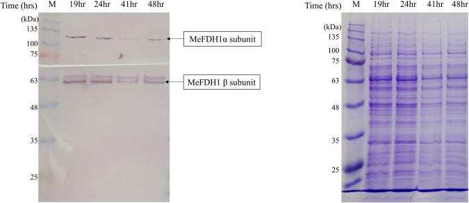 https://cdn.ncbi.nlm.nih.gov/pmc/blobs/691b/5940731/acdbb58ee7ee/41598_2018_23924_Fig3_HTML.jpg