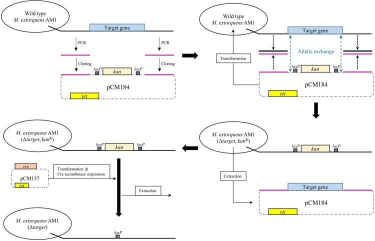 https://cdn.ncbi.nlm.nih.gov/pmc/blobs/691b/5940731/f3d59f186b8b/41598_2018_23924_Fig1_HTML.jpg