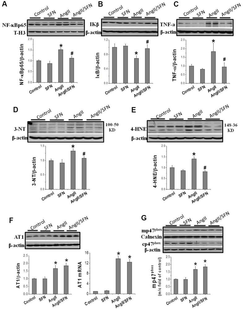 https://cdn.ncbi.nlm.nih.gov/pmc/blobs/691d/9467410/40f2ef4867de/aging-14-204247-g002.jpg