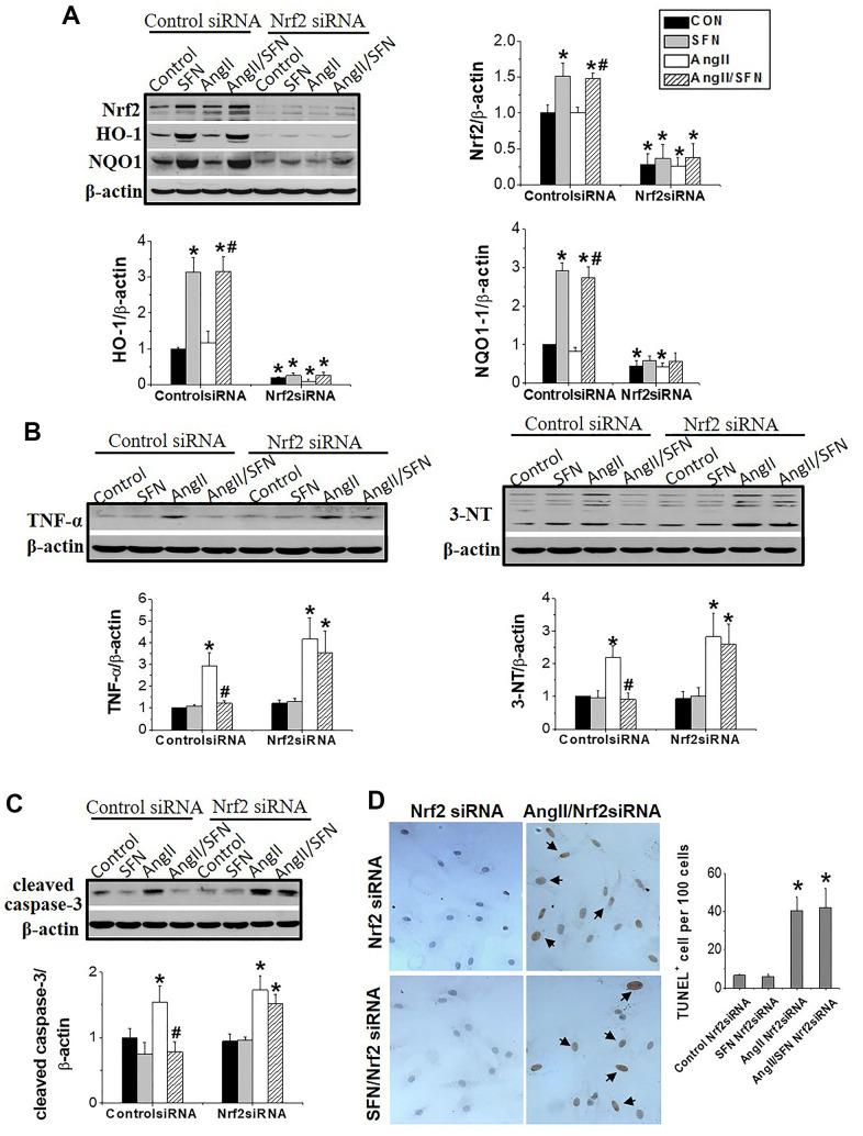 https://cdn.ncbi.nlm.nih.gov/pmc/blobs/691d/9467410/bba35fdd476c/aging-14-204247-g004.jpg