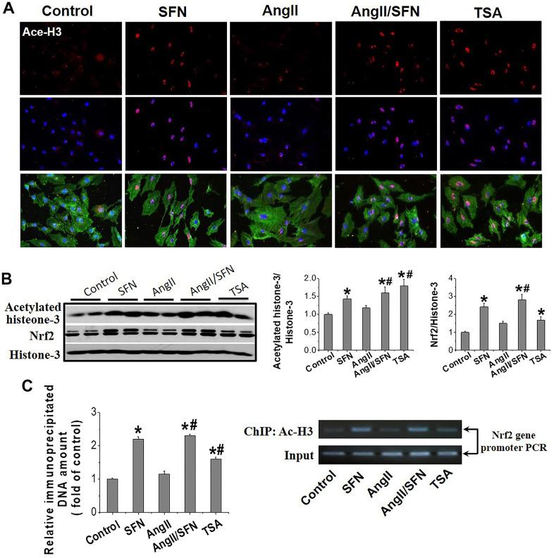 https://cdn.ncbi.nlm.nih.gov/pmc/blobs/691d/9467410/f2866316cb70/aging-14-204247-g005.jpg