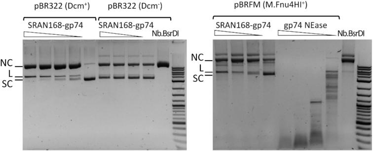 https://cdn.ncbi.nlm.nih.gov/pmc/blobs/6921/6765204/060ea854b3e4/gkz755fig6.jpg