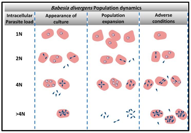 https://cdn.ncbi.nlm.nih.gov/pmc/blobs/6922/6789513/c0fa0bcbac45/pathogens-08-00095-g002.jpg