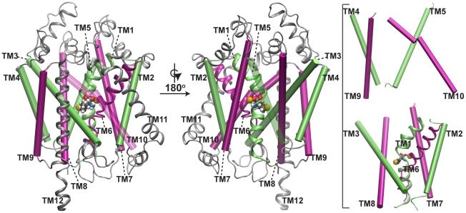 https://cdn.ncbi.nlm.nih.gov/pmc/blobs/6923/2928745/e8add86f2bf1/pcbi.1000905.g001.jpg