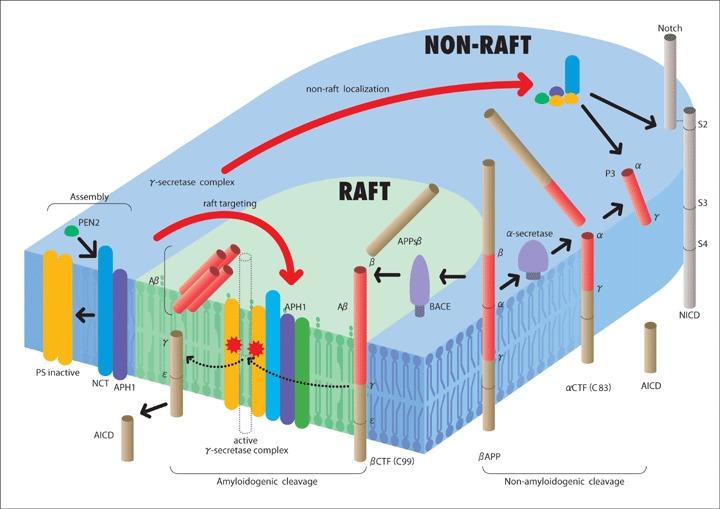 https://cdn.ncbi.nlm.nih.gov/pmc/blobs/6925/3922347/b69589b45014/jcmm0011-0383-f1.jpg