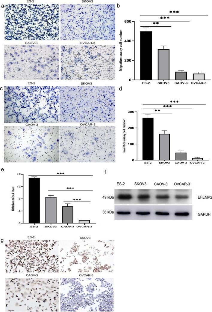 https://cdn.ncbi.nlm.nih.gov/pmc/blobs/6928/10327401/22621f132e5d/11658_2023_471_Fig1_HTML.jpg