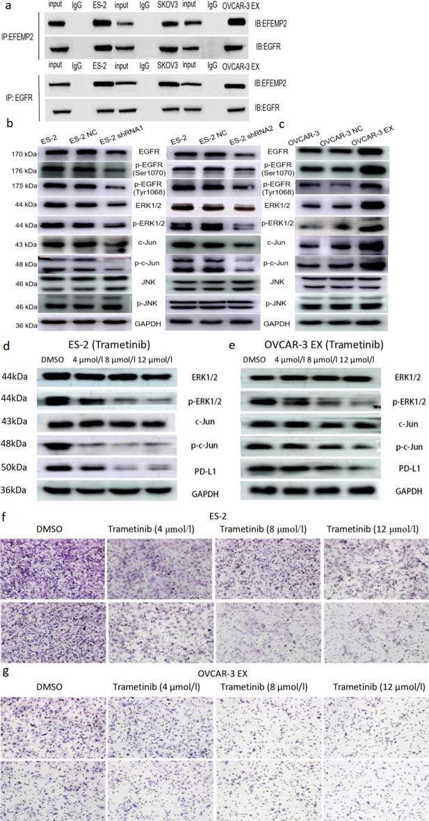 https://cdn.ncbi.nlm.nih.gov/pmc/blobs/6928/10327401/934c68d3e160/11658_2023_471_Fig5_HTML.jpg