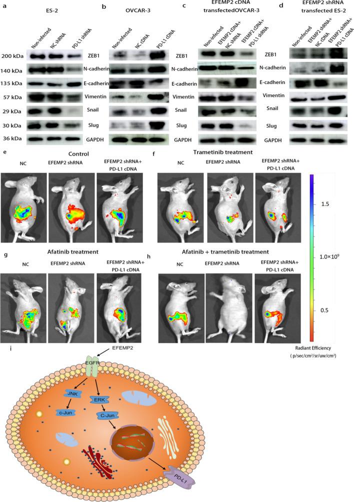 https://cdn.ncbi.nlm.nih.gov/pmc/blobs/6928/10327401/a3ff6857d6d9/11658_2023_471_Fig9_HTML.jpg