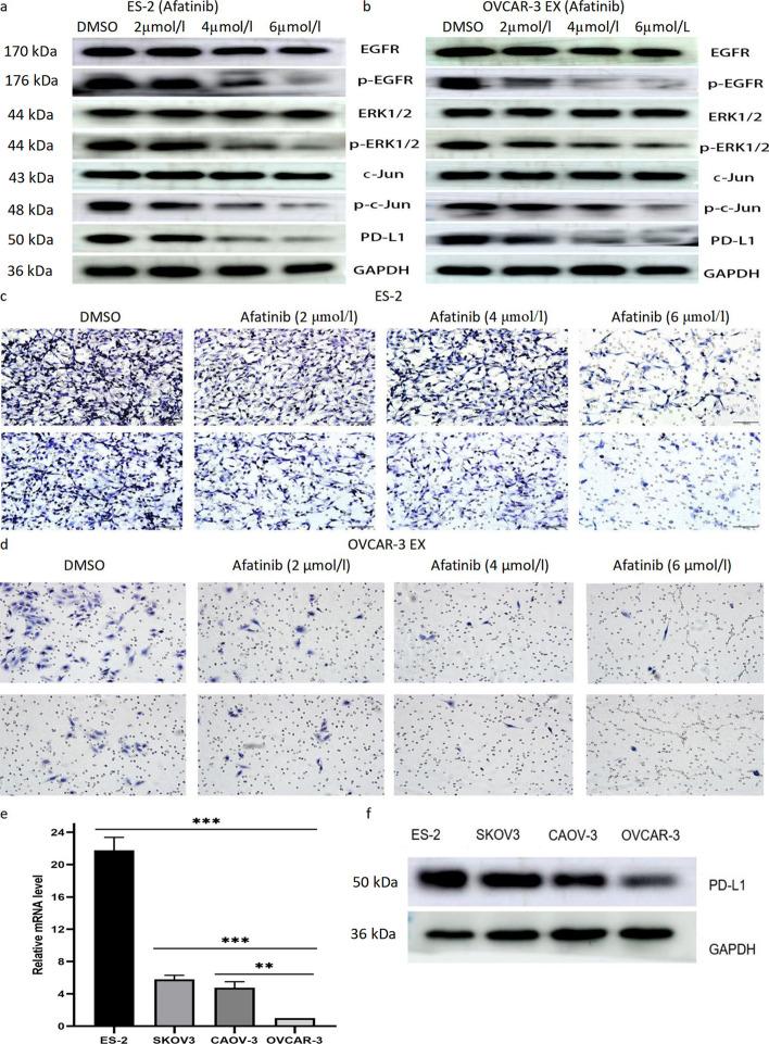 https://cdn.ncbi.nlm.nih.gov/pmc/blobs/6928/10327401/cb692b31453e/11658_2023_471_Fig6_HTML.jpg