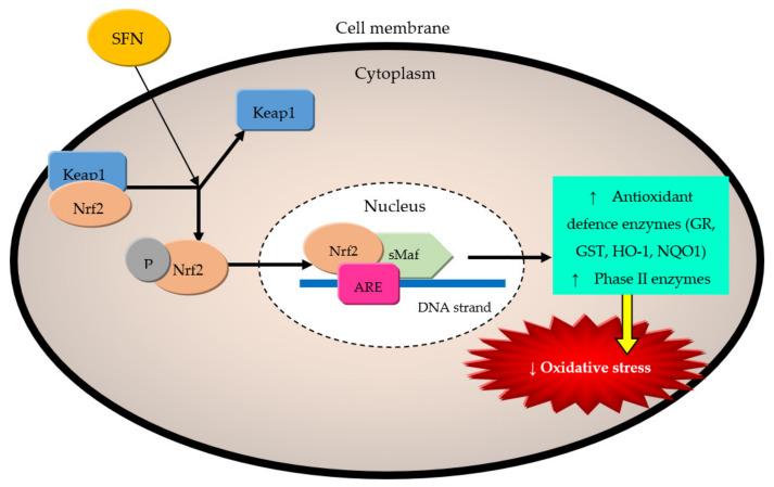 https://cdn.ncbi.nlm.nih.gov/pmc/blobs/6928/8838317/0bb21efd1769/molecules-27-00624-g004.jpg
