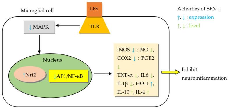 https://cdn.ncbi.nlm.nih.gov/pmc/blobs/6928/8838317/b081ff69b13f/molecules-27-00624-g005.jpg