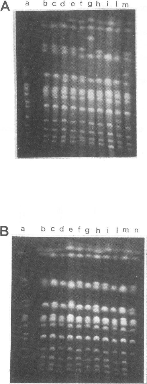 https://cdn.ncbi.nlm.nih.gov/pmc/blobs/692c/195864/a042d732147a/aem00041-0074-a.jpg
