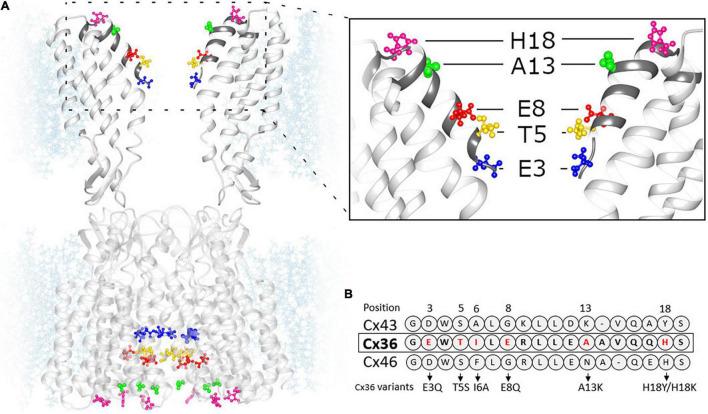 https://cdn.ncbi.nlm.nih.gov/pmc/blobs/692c/8899287/03d10797fe98/fphys-13-839223-g001.jpg
