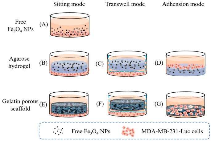 https://cdn.ncbi.nlm.nih.gov/pmc/blobs/6931/12383573/3f129ab17666/biomedicines-13-01899-g003.jpg
