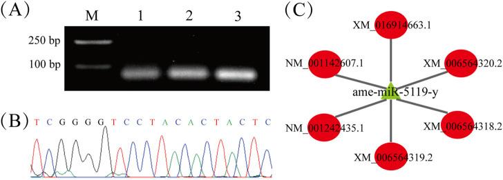 https://cdn.ncbi.nlm.nih.gov/pmc/blobs/6933/11470490/46ed28f349a7/fphys-15-1475306-g001.jpg