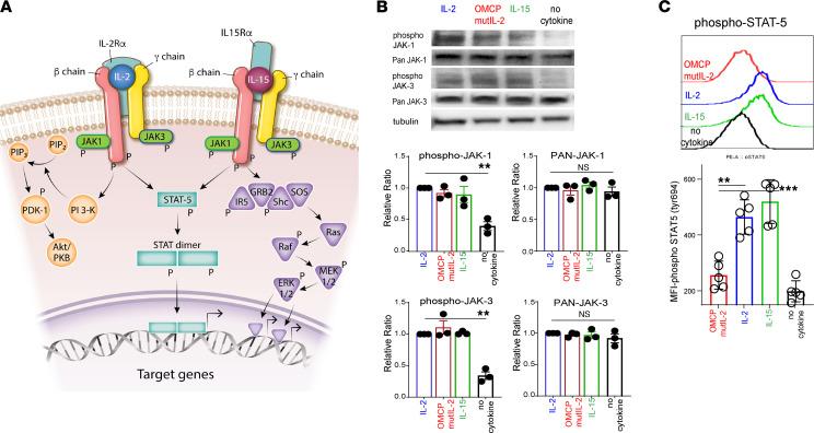 https://cdn.ncbi.nlm.nih.gov/pmc/blobs/6936/9220948/2e05289533d0/jciinsight-7-158889-g176.jpg