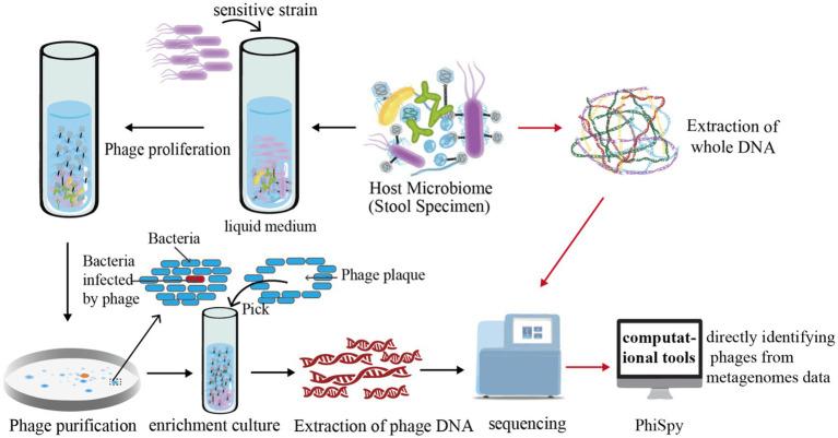 https://cdn.ncbi.nlm.nih.gov/pmc/blobs/693a/10995246/ac0ffa1add50/fmicb-15-1379382-g002.jpg